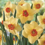 Daffodil Altruist 15 Bulbs, £10.99