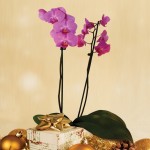 Moth Orchid Phalaenopsis 1 Plant + FREE Diary, £16.99
