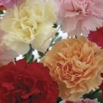 Mixed Carnations 12 Stems + FREE Diary, £9.99