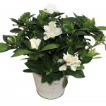 Gardenia 1 Plant + Free Diary, £12.99