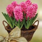 Scented Indoor Hyacinth 7 Bulbs + FREE Diary, £13.99