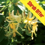Shrub Offer – Honeysuckle Halls Prolific 1 Plant 3 Litre