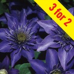 Clematis Multi Blue 3 Plants, £13.98
