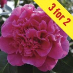 Camellia japonica Dr King 3 Plants, £15.98