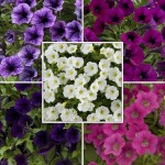 Petunia Littletunia 2 Pre-Planted Summer Hanging Baskets, Only £19.98