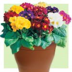 Polyanthus High Seas 2 Pre-Planted Containers, Only £19.98