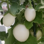 Eggplant (Aubergine) Ivory 1 Pre-Planted Container, only £12.99