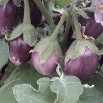 Eggplant (Aubergine) Amethyst 1 Pre-Planted Container, only £12.99