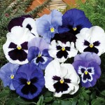 Pansy Oceana 100 Small Plugs + 60 FREE, Only £14.99