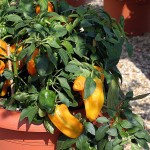 Bell Pepper Mohawk 1 Pre-Planted Container, only £12.99