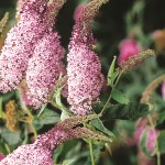 Buddleia Pink Delight 1 Plant 3 Litre, Only £11.99