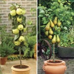 Golden Delicious Apple & Conference Pear Tree, just £19.99