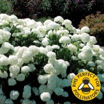 Hydrangea Annabelle 1 Plant 3 Litre, Only £14.99
