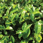Camellia Sinensis (Tea Plant) 1 Plant 3 Litre, only £14.99