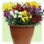 Wallflower Wizard 2 Pre-Planted Containers, Only £19.98