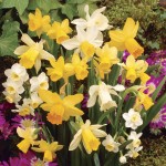 Daffodil Dwarf Collection 50 Bulbs, only £14.99