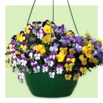 Pansy Cascadia Trailing 2 Pre-Planted Hanging Baskets, Only £19.98