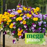Viola Ochre (Trailing) 12 Mega Plants, only £9.99!