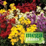NEW VARIETY: Wallflower Wizard 12 Mega Plants, only £9.99!