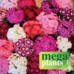 Sweet William Rouge Blush 12 Mega Plants, only £9.99!