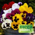 Pansy Colourburst 12 Mega Plants, only £9.99!