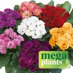 Primrose Rosebud 12 Mega Plants, only £9.99!