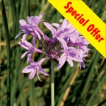 9cm pot Tulbaghia violacea Silver Lace, normally £9.99, now just £2.99