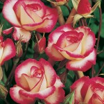 Climbing Rose Libretto 1 Bare Root, only £8.99!
