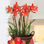 Multi-Flowering Amaryllis in a Rustic Basket, just £18.99!