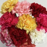 Mixed Christmas Carnations 10 Stems, just £10.99!