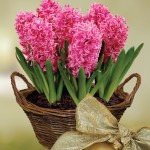 Scented Indoor Hyacinth 7 Bulbs in a Rustic Basket, just £16.99!