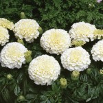 Marigold African Vanilla 50 Ready Plants + 20 FREE, only £16.99
