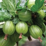 Gooseberries Invicta 3 Plants Bare Root, only £11.99!