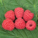 Raspberries Glen Ample 5 Plants Bare Root, only £11.99!