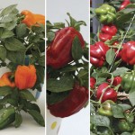 Sweet Peppers 6 XLarge Plants, just £6.99!