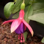 Hardy Fuchsia Tom Thumb 1 Plant 9cm Pot was £7.99, Now Only £5.99!