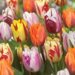 NEW! Tulip Flaming Beauty Mix 15 Bulbs only £10.99!