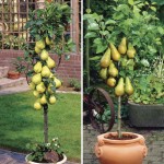Apple Golden Delicious & Pear Conference 2 Patio Trees 9cm Pots, Only £19.99!